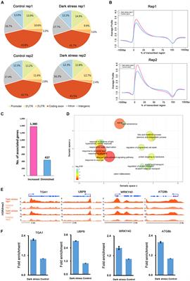 Chromatin State-Based Analysis of Epigenetic H3K4me3 Marks of Arabidopsis in Response to Dark Stress